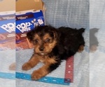 Small Photo #257 Yorkshire Terrier Puppy For Sale in AKRON, OH, USA
