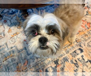 Shih Tzu-Unknown Mix Dogs for adoption in Grafton, WI, USA