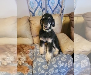 Father of the Labradoodle puppies born on 04/16/2023