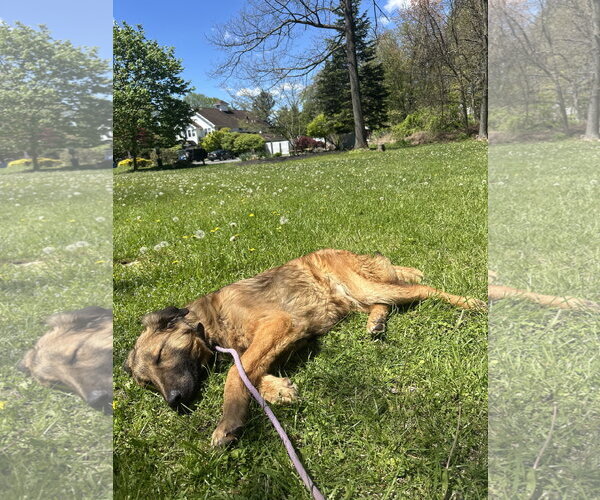 Medium Photo #8 Mutt Puppy For Sale in Rockaway, NJ, USA