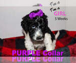 Small Photo #6 Labradoodle Puppy For Sale in WINCHESTER, KY, USA