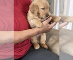 Puppy 2 Golden Retriever
