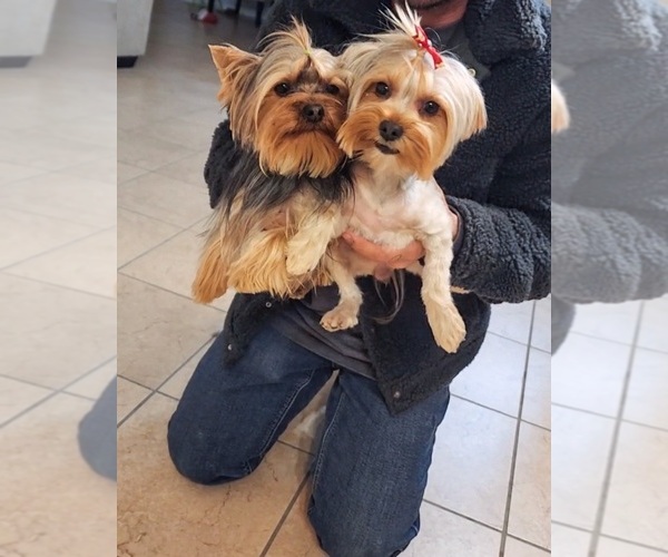 Medium Photo #1 Yorkshire Terrier Puppy For Sale in HESPERIA, CA, USA