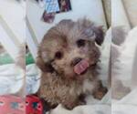 Small Photo #1 ShihPoo Puppy For Sale in SALUDA, SC, USA