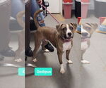 Small #3 American Pit Bull Terrier-Plott Hound Mix