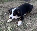 Small Photo #4 Australian Shepherd Puppy For Sale in SHAWNEE, OK, USA