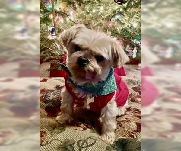 Medium Photo #12 Mutt Puppy For Sale in Allentown,, PA, USA