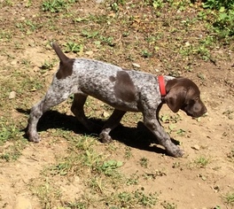 German Shorthaired Pointer Puppy for sale in MONROE, WA, USA