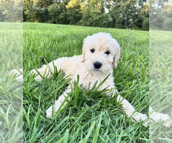 Medium Photo #2 Double Doodle Puppy For Sale in ROARING RIVER, NC, USA