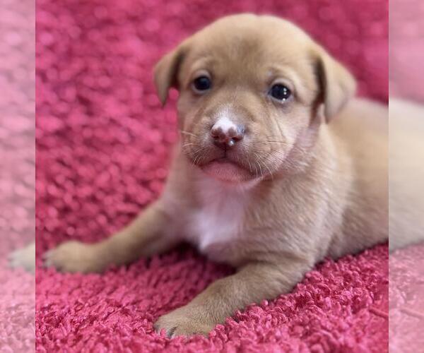 Medium Photo #2 Colonial Cocker Spaniel-Unknown Mix Puppy For Sale in San Diego, CA, USA