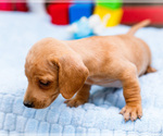 Small #4 Dachshund