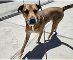 Small American Pit Bull Terrier-German Shepherd Dog Mix
