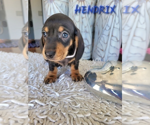 Medium Photo #25 Dachshund Puppy For Sale in THORNTON, CO, USA