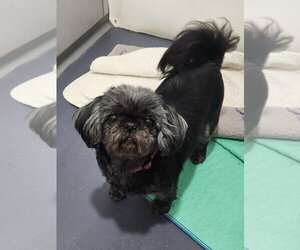 Shih Tzu Dogs for adoption in Walnutport, PA, USA