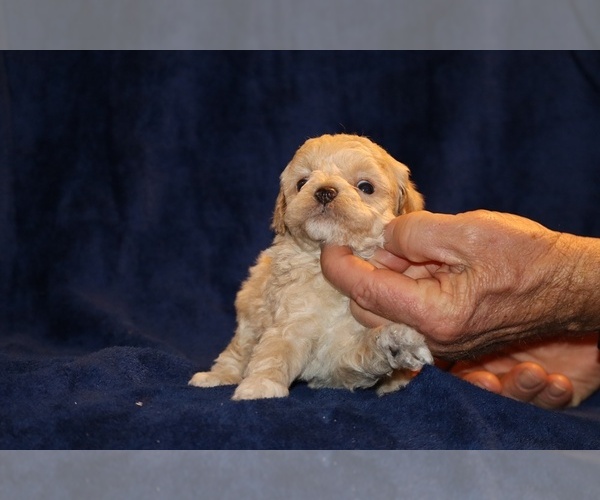 Medium Photo #12 Poodle (Toy) Puppy For Sale in DYERSBURG, TN, USA