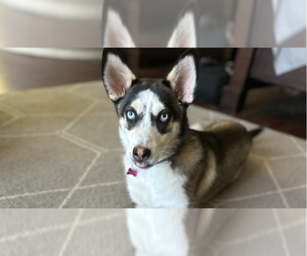 Medium Photo #3 Labsky Puppy For Sale in San Diego, CA, USA