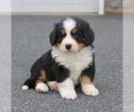 Small #2 Bernese Mountain Dog