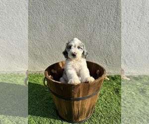 Sheepadoodle Puppy for sale in MORENO VALLEY, CA, USA
