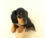 Small #3 Dachshund