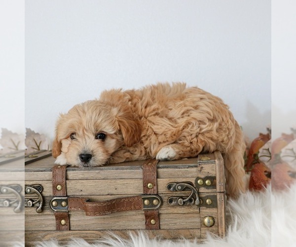 Medium Photo #4 Cavapoo (Miniature) Puppy For Sale in ARTHUR, IL, USA