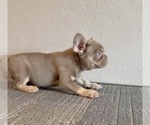 Small #6 French Bulldog
