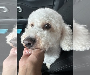 Mother of the Maltipoo-Shih-Poo Mix puppies born on 07/01/2025