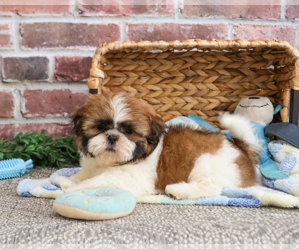 Medium Photo #6 Shih Tzu Puppy For Sale in SYRACUSE, IN, USA