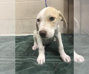 Labrador Retriever-Unknown Mix Dogs for adoption in Conroe, TX, USA
