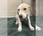 Small Labrador Retriever Mix