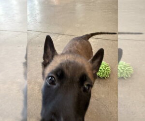 Elements Litter - Xenon - Located in Georgia - Male Mutt Dog for Adoption - Photo #3