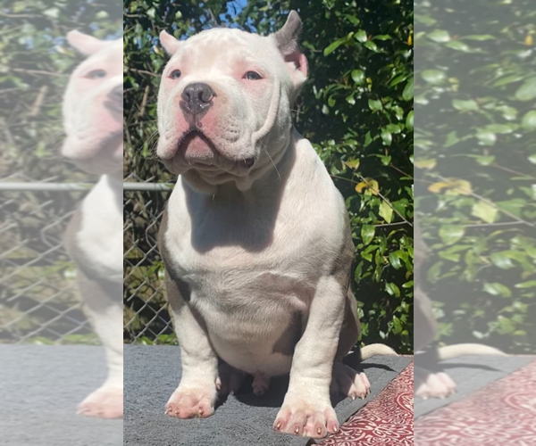 Medium Photo #11 American Bully Puppy For Sale in JACKSONVILLE, FL, USA