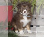 Small #1 Australian Shepherd
