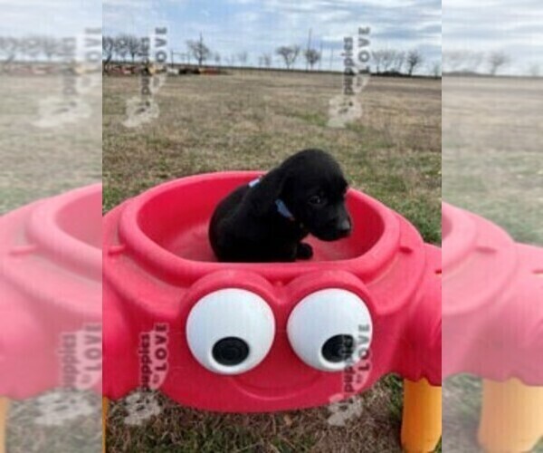 Medium Photo #2 Labrador Retriever Puppy For Sale in SANGER, TX, USA