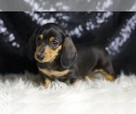 Small Photo #89 Dachshund Puppy For Sale in WARSAW, IN, USA