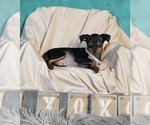 Small Photo #5 Miniature Pinscher Puppy For Sale in WARSAW, IN, USA