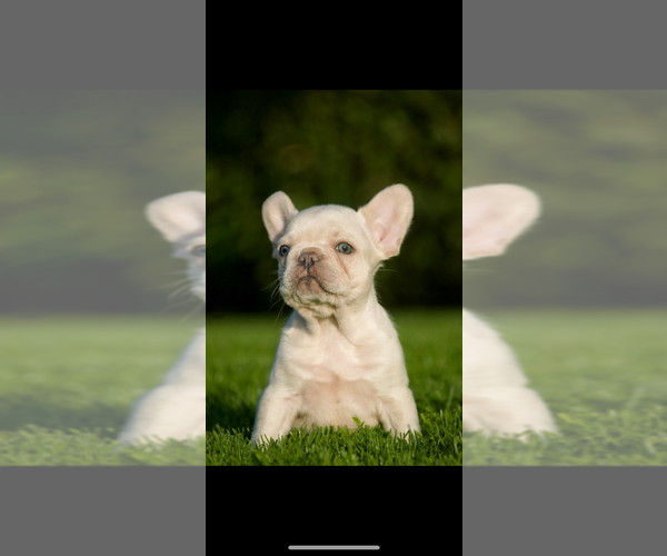 Medium Photo #2 French Bulldog Puppy For Sale in OLYMPIA, WA, USA