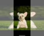 Small #1 French Bulldog