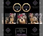 Puppy Bellatrix Poodle (Toy)