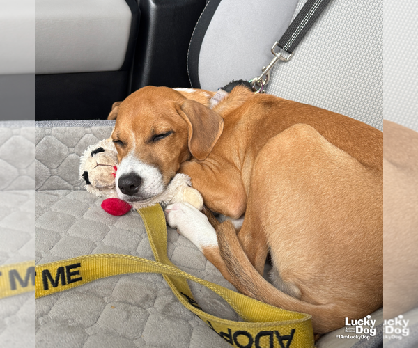 Medium Photo #9 Retriever -Unknown Mix Puppy For Sale in Washington, DC, USA
