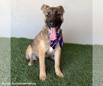 Small #1 German Shepherd Dog Mix