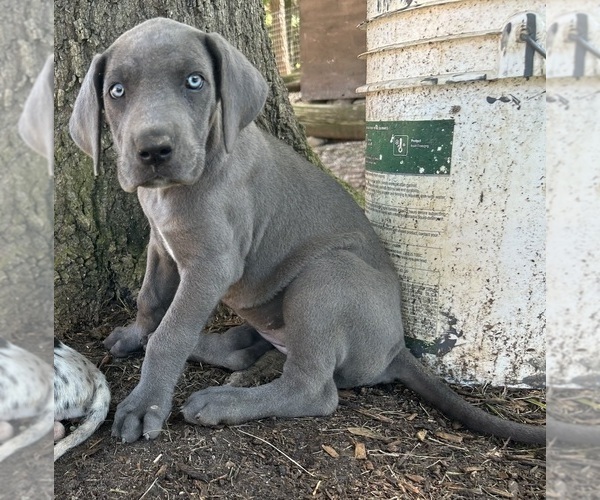 Medium Photo #2 Great Dane Puppy For Sale in CLANTON, AL, USA