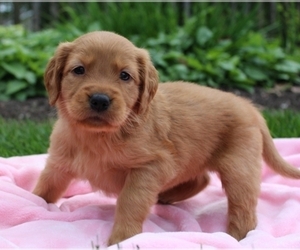 Golden Retriever Puppy for sale in NEWARK, NJ, USA