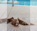 Small Photo #2 Shiba Inu Puppy For Sale in WELLINGTON, FL, USA