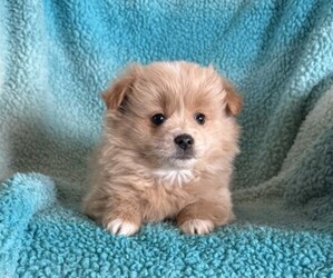 Pomeranian Puppy for sale in CURTISS, WI, USA