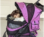 Small #1 Havanese