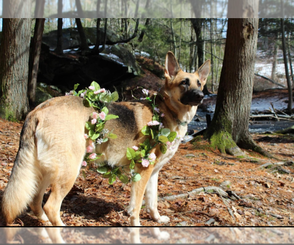 Medium Photo #1 German Shepherd Dog Puppy For Sale in NORTH SCITUATE, RI, USA