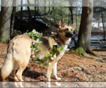Small Photo #1 German Shepherd Dog Puppy For Sale in NORTH SCITUATE, RI, USA