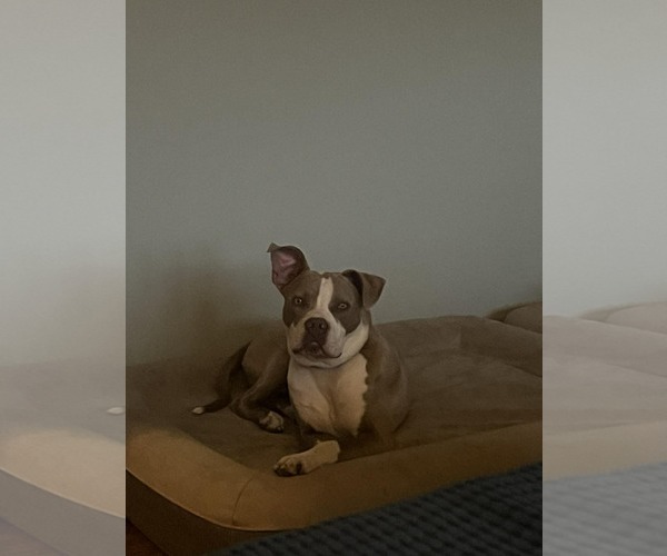 Medium Photo #2 American Pit Bull Terrier-Unknown Mix Puppy For Sale in Waterloo, IA, USA