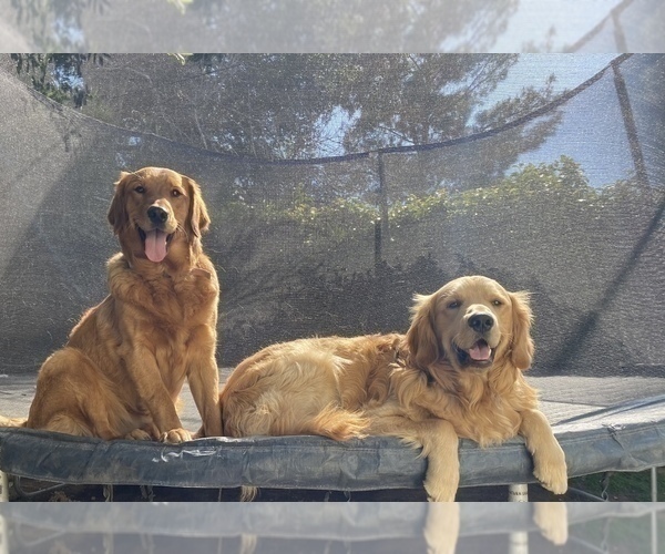 Medium Photo #5 Golden Retriever Puppy For Sale in SANTA CLARITA, CA, USA