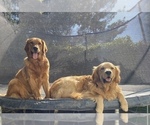 Small Photo #5 Golden Retriever Puppy For Sale in SANTA CLARITA, CA, USA
